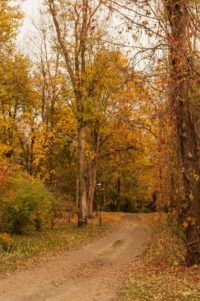 Alejka parkowa jesienią