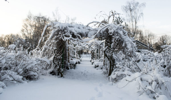 Park dworski zimą — pergola