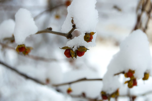 Dzika róża w parku zimą
